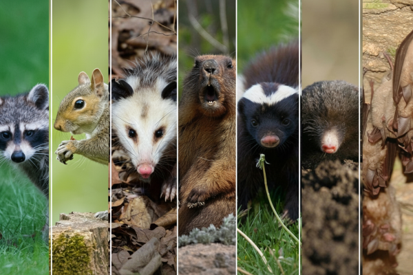 Heidel's Wildlife Control Service